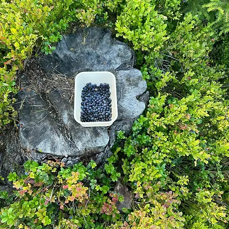 Architect In Kong Raval's Realm Lindaskroken